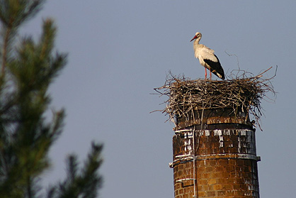 Seit 1.April ist Sie auf dem Nest